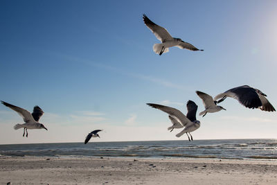 Seagulls flying over beach against clear sky