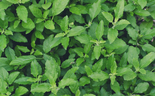 Full frame shot of green leaves