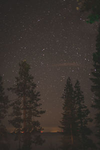 Trees against sky at night