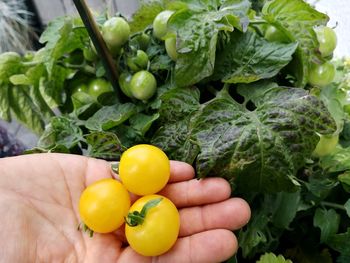 Close-up of hand holding tomatoes