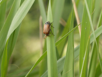 Common european cockchafer melolontha melolontha