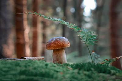Close-up of mushroom growing on tree