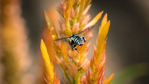 Close-up of insect on flower