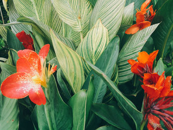 Close-up of orange flowers and leaves in water