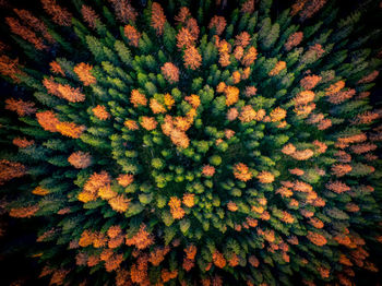 Full frame shot of flowering plants