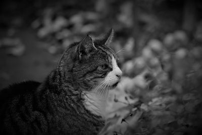 Close-up of a cat looking away