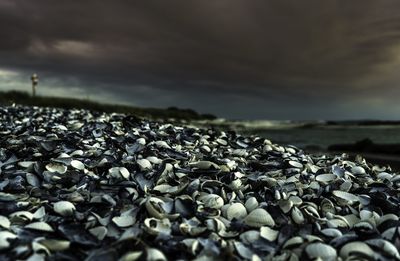 Surface level of pebbles on beach against sky