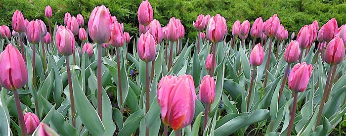 Close-up of pink tulips blooming outdoors