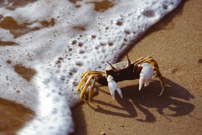 Close-up of crab on sand at beach