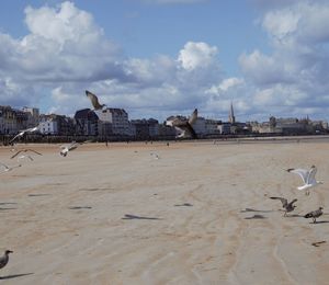 Seagulls flying over buildings in city against sky