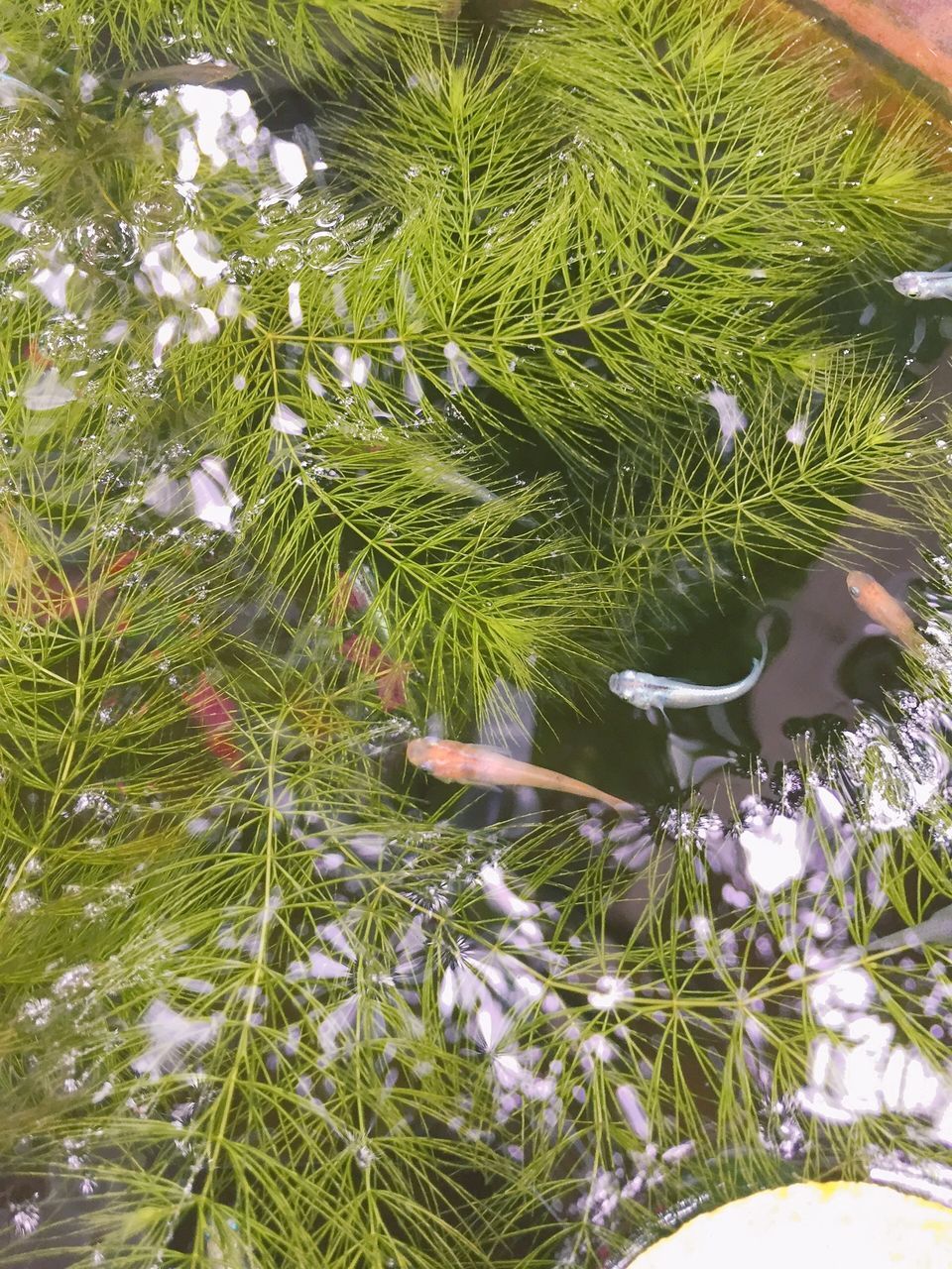 HIGH ANGLE VIEW OF FRESH GREEN PLANTS IN WATER