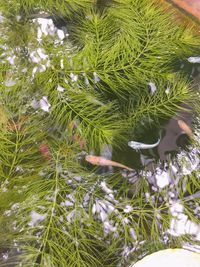 High angle view of pine tree in water