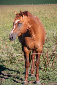 Horse standing in a field