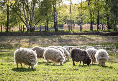 Sheep grazing in a field