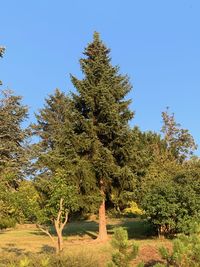 Tree in field against clear sky