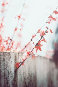 Close-up of cherry blossom against wall