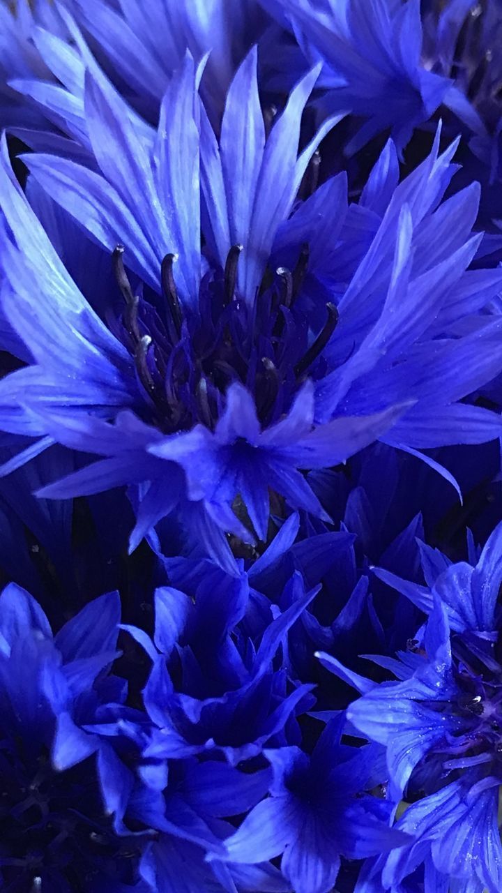 FULL FRAME SHOT OF BLUE PURPLE FLOWER