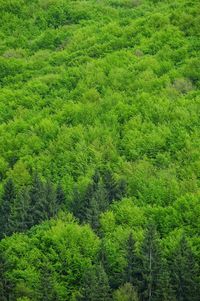 High angle view of pine tree