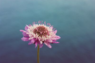 High angle view of pink flowers against sea