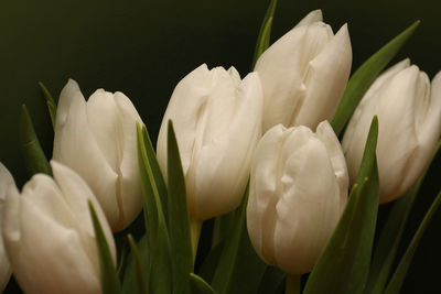 Close-up of white crocus blooming against gray background