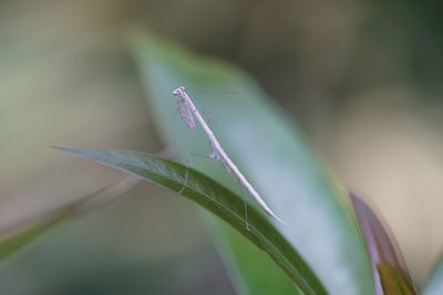 Close-up of insect on plant