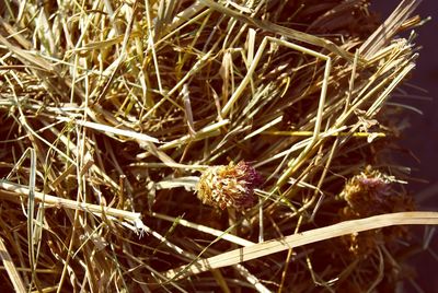 Close-up of plant