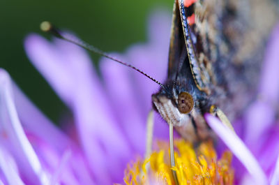 Close-up of butterfly pollinating on purple flower