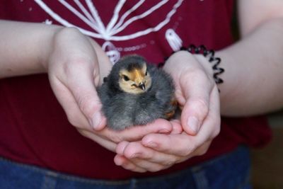 Close-up of hands holding chick
