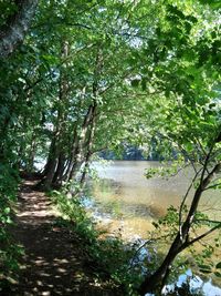 Scenic view of lake with trees in background