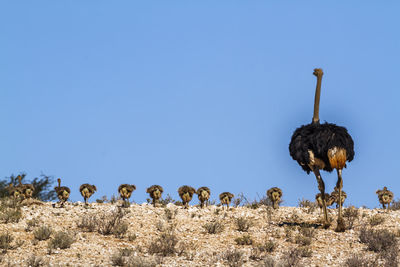 View of birds on field against clear sky