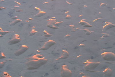 High angle view of fish swimming in lake