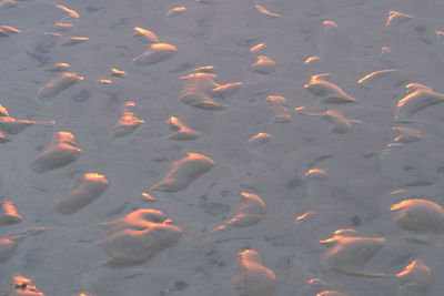 High angle view of fish swimming in lake