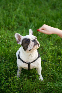 Portrait of dog with hand on grass