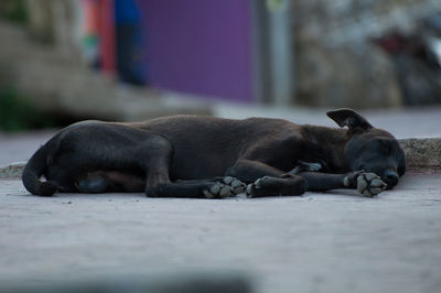 View of a dog sleeping
