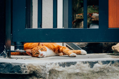 Cat resting on window sill