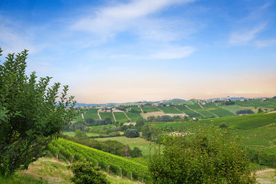 Scenic view of agricultural field against sky