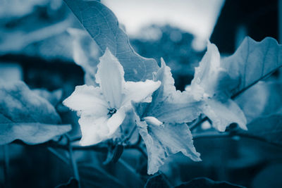 Close-up of flower blooming outdoors