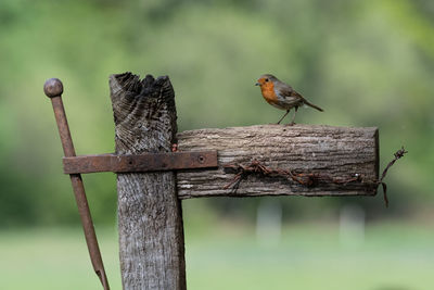 Cute robin redbreast standing on an old weathered gate post