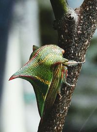 Close-up of insect on tree