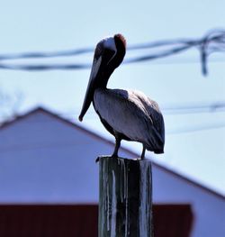 Close-up of bird perching on wooden post