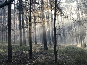 Sunlight streaming through trees in forest