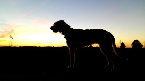 Silhouette of dog at sunset