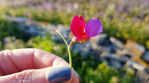 Close-up of hand holding pink flower