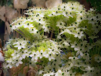 Close-up of white flowers