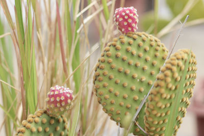 Close-up of succulent plant