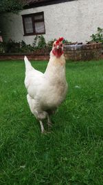 Close-up of rooster standing on field