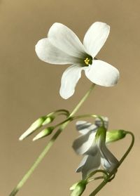 Close-up of white flower blooming outdoors