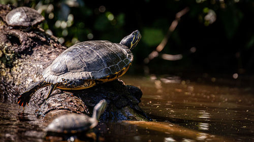 Turtle in a lake