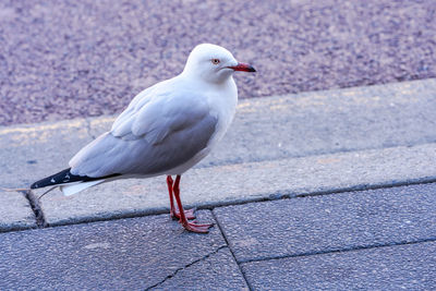 Seagull perching on a footpath