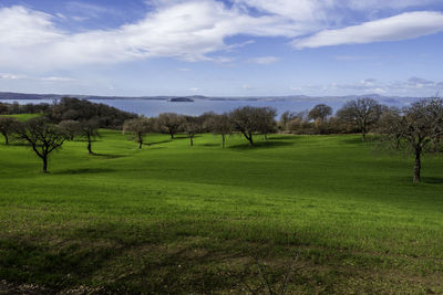 Scenic view of field against sky